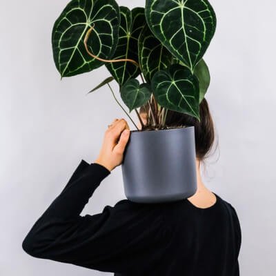 About Plants Store Gallery Img 1 2